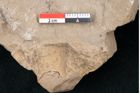 Foto (Detailansicht) von Quercus pseudolonchitis Ettingshausen (NHMW-GEO-2024-0188-7978)